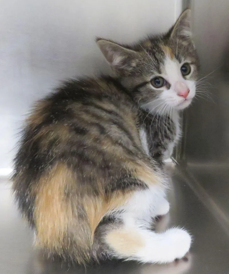 A baby medium-sized female Calico Domestic Short Hair cat named Deedle for adoption in Lexington, VA