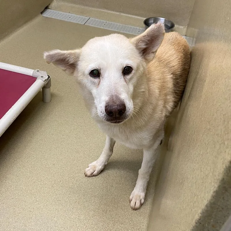 An adult medium-sized male Yellow / Tan / Blond / Fawn Husky dog named Arlo for adoption in Monroe, GA