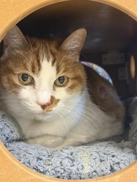 A senior medium-sized female Domestic Short Hair cat named Birdie for adoption in South Lake Tahoe, CA