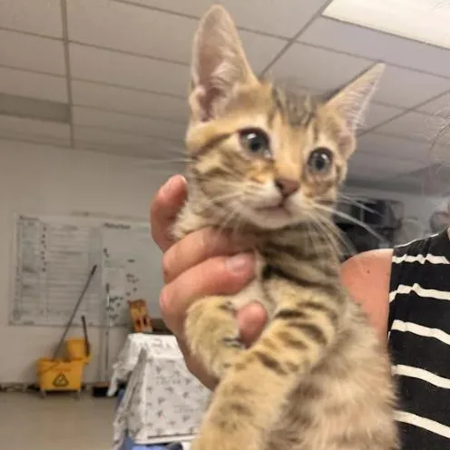 A baby small-sized female Brown / Chocolate Domestic Short Hair cat named DeenaC for adoption in East Saint Louis, IL