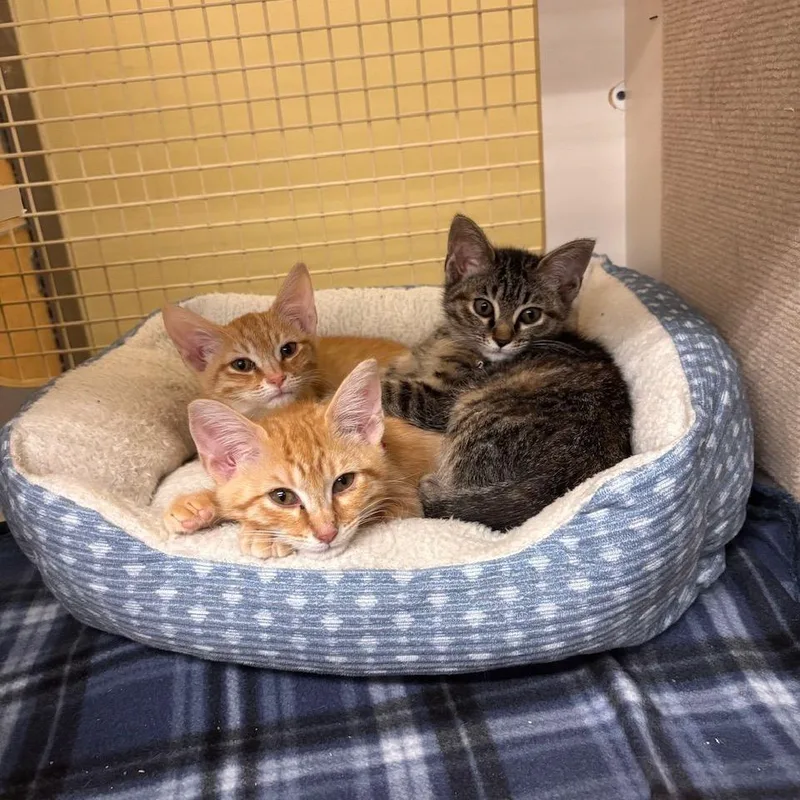 A baby small-sized female Orange / Red Domestic Short Hair cat named Rusty for adoption in Atlanta, GA