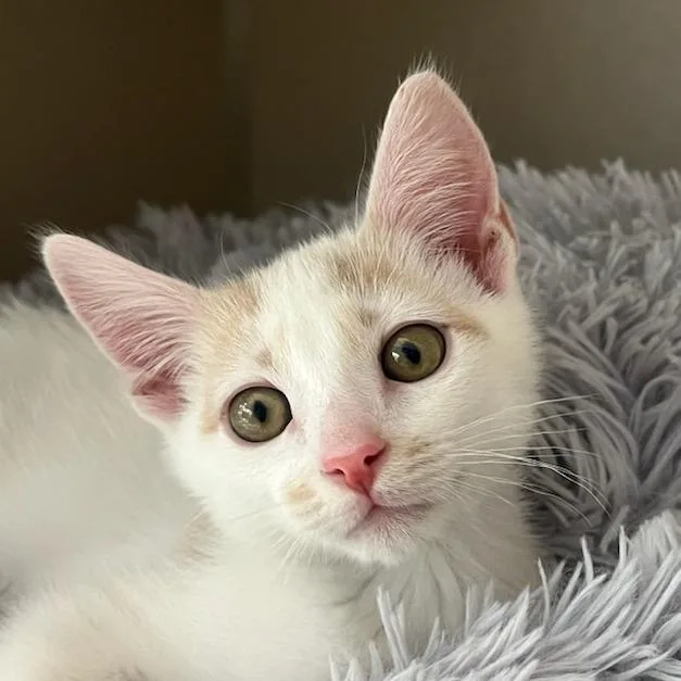 A baby small-sized male White Domestic Short Hair cat named Napoleon for adoption in Redwood City, CA