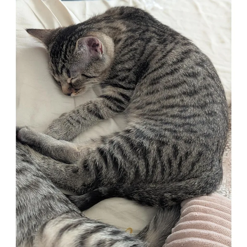 A baby medium-sized male Brown / Chocolate Domestic Short Hair cat named Mochi for adoption in Austin, TX