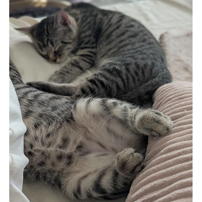 Mochi thumbnail 2