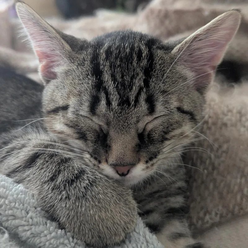 Mochi thumbnail 3