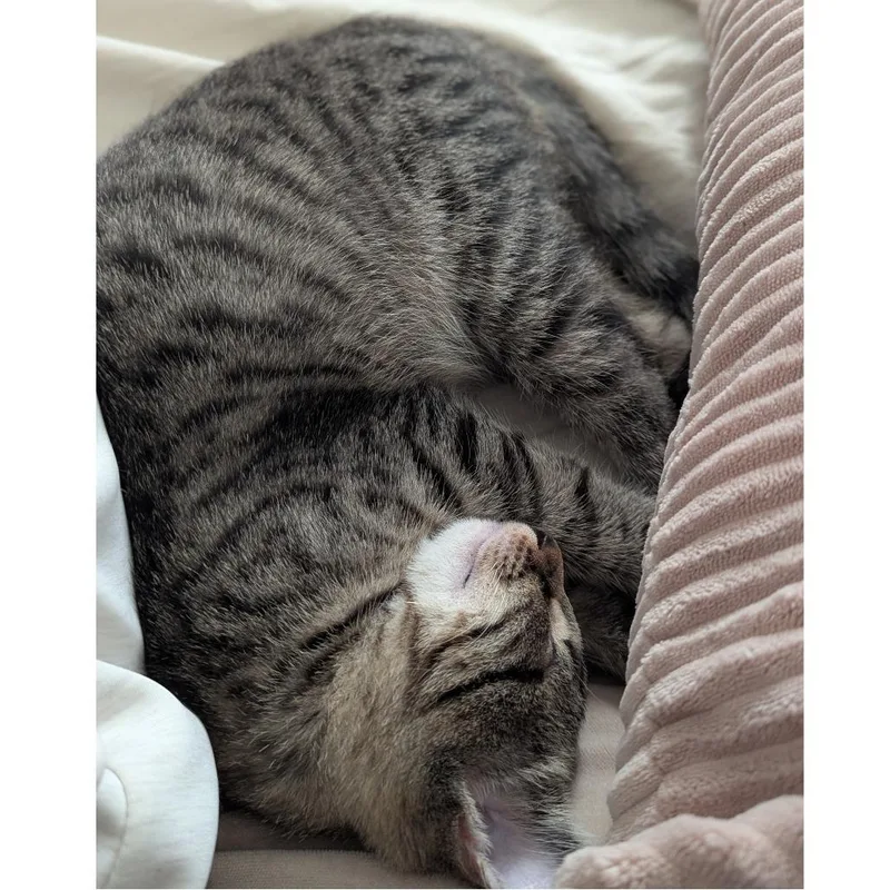 Mochi thumbnail 4