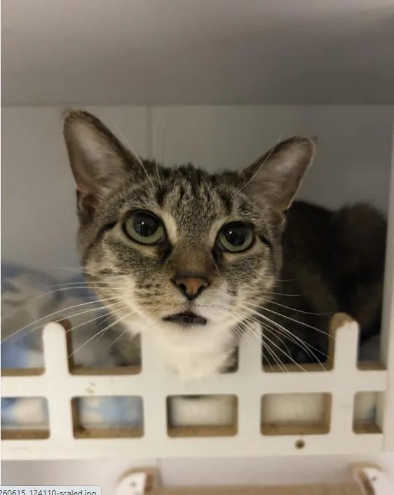 A young medium-sized female Tabby (Brown / Chocolate) Domestic Short Hair cat named Weasel for adoption in Chicago, IL