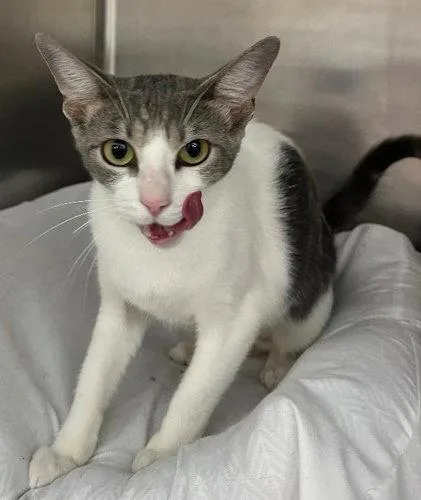 An adult medium-sized female Domestic Short Hair cat named Maggi PSP for adoption in Oakland Park, FL