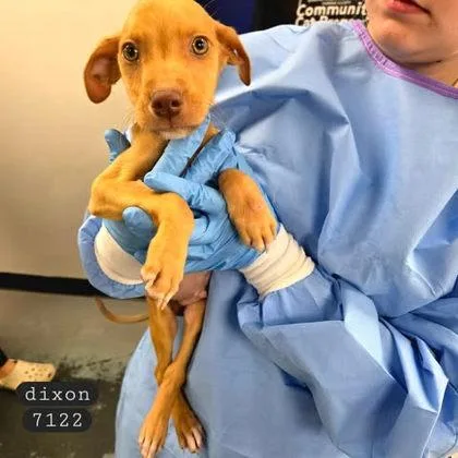 A baby small-sized male Vizsla dog named Dixon for adoption in Bowling Green, KY