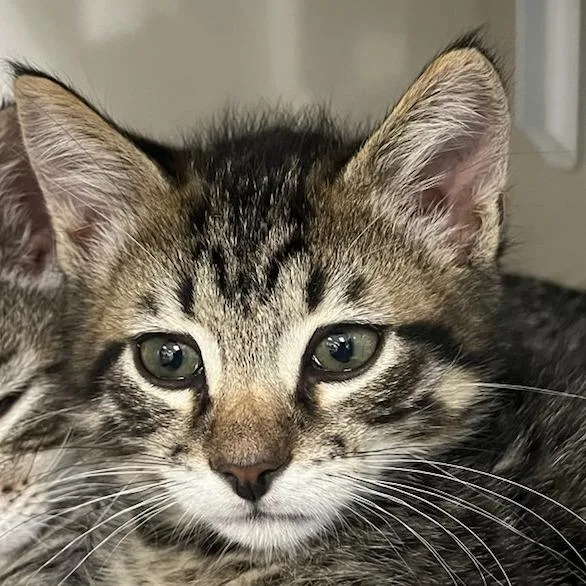 A baby small-sized male Brown / Chocolate Domestic Short Hair cat named Leighton for adoption in Redwood City, CA