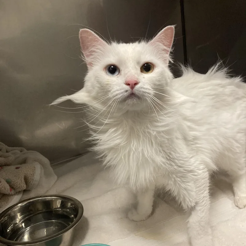 An adult medium-sized female Turkish Angora cat named Aurora for adoption in Penryn, CA