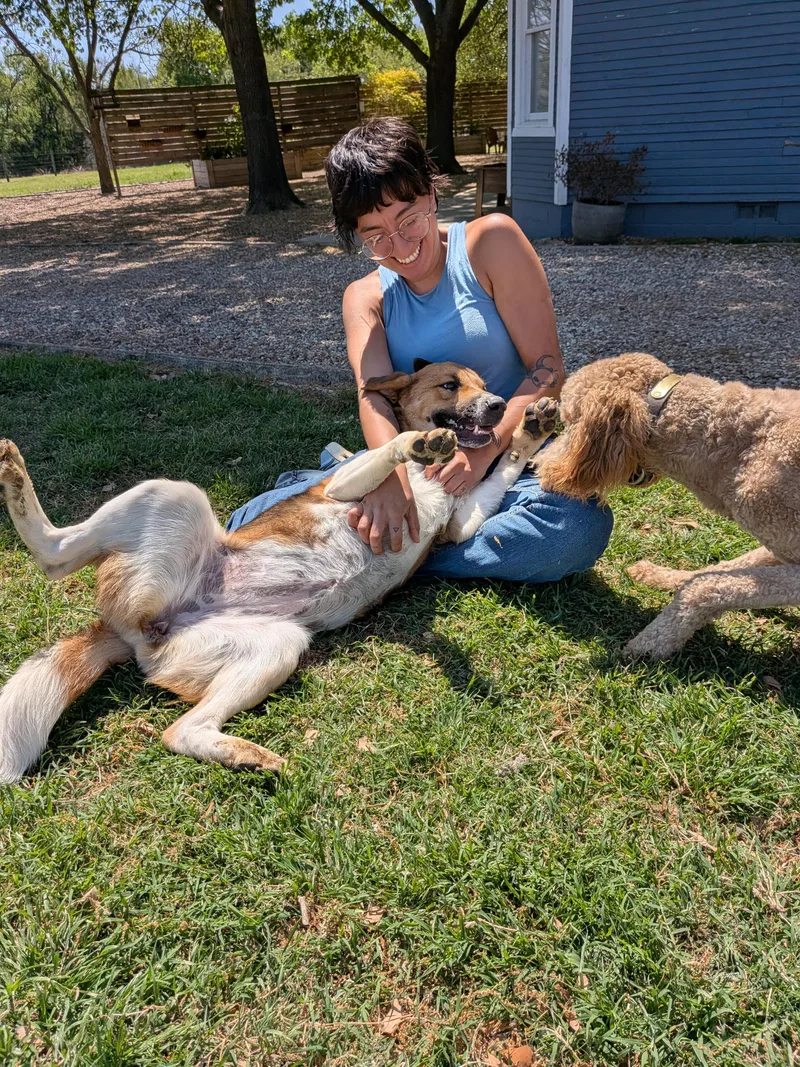 A young medium-sized female Hound dog named Ruby for adoption in Dallas, TX