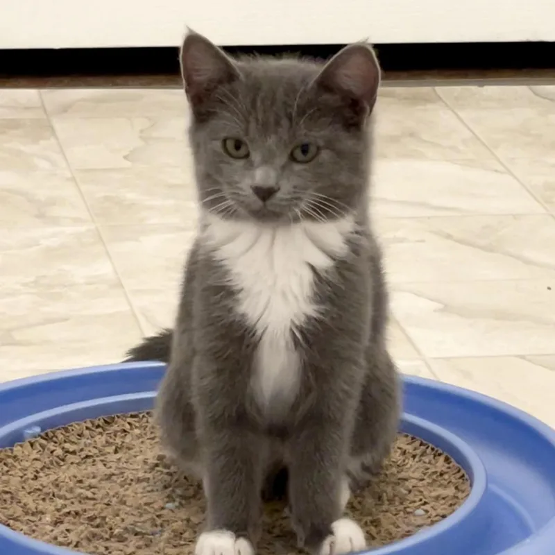 A young medium-sized female Gray / Blue / Silver Domestic Short Hair cat named Wind for adoption in Las Vegas, NV