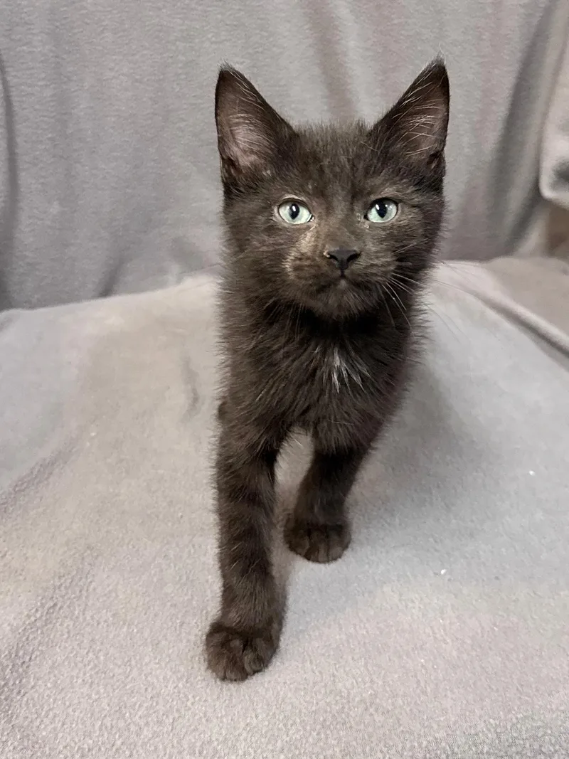 A baby medium-sized male Black Domestic Short Hair cat named Crescent Moon for adoption in Solon, IA