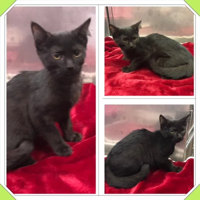 A baby small-sized female Black Domestic Short Hair cat named Soot for adoption in Buckhannon, WV