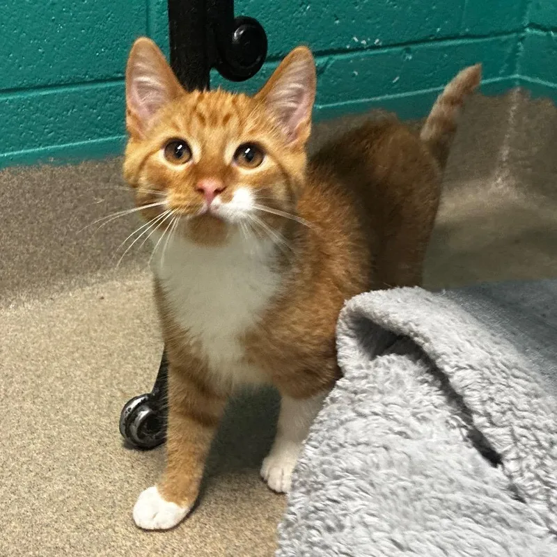 A baby small-sized female Orange / Red Domestic Short Hair cat named Amaranth for adoption in Fredericksburg, VA