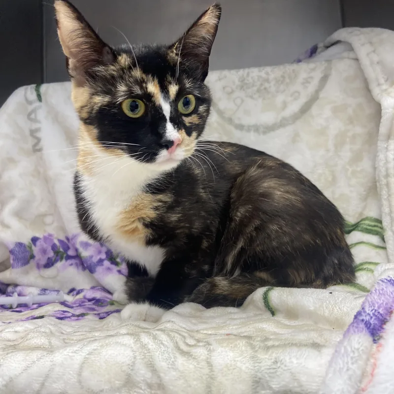 An adult medium-sized female Calico Domestic Short Hair cat named Turtle for adoption in Edinburg, VA