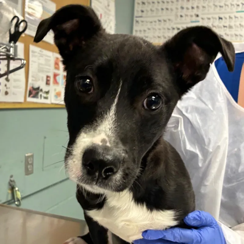 A baby small-sized male Black Black Labrador Retriever dog named Skritches for adoption in Greenville, SC