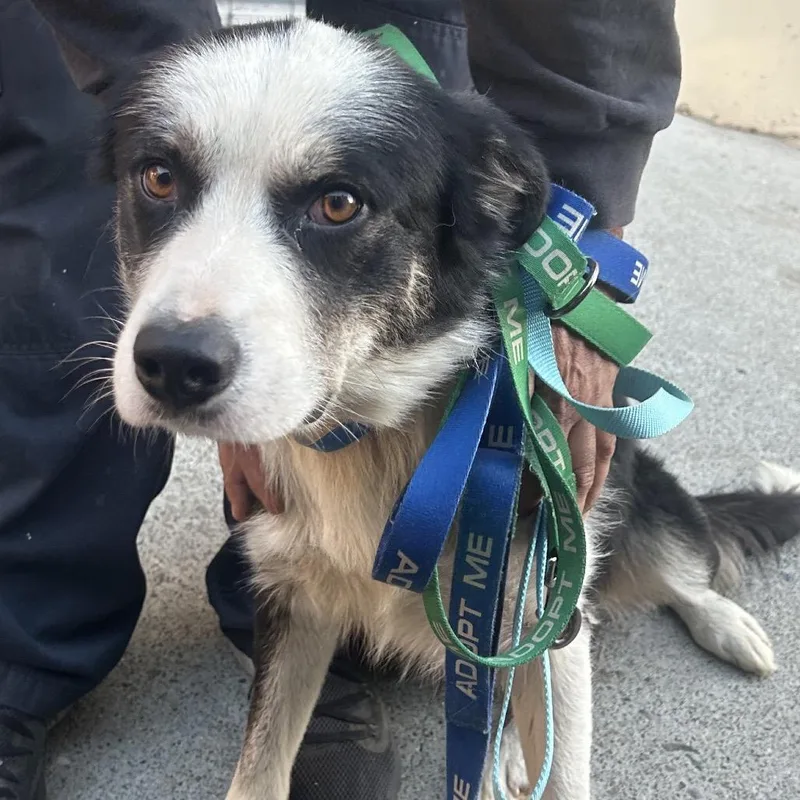 An adult medium-sized male Black Border Collie dog named Jason for adoption in Point Richmond, CA