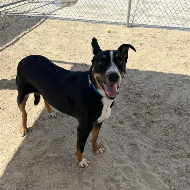 A young medium-sized male Labrador Retriever dog named Bud for adoption in Thousand Palms, CA