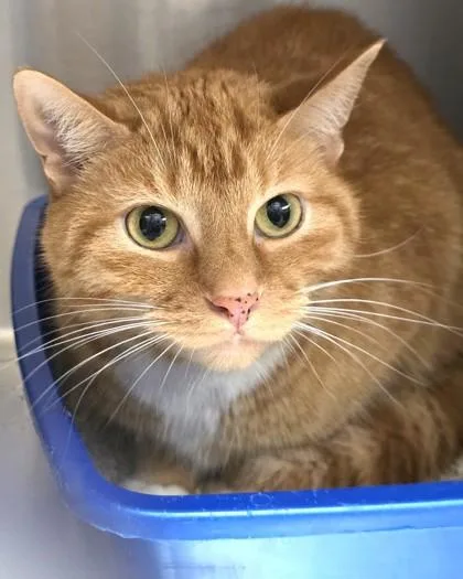 An adult medium-sized male Domestic Short Hair cat named Hammy for adoption in Fishers, IN