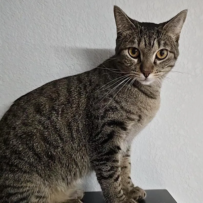 A young medium-sized female Domestic Short Hair cat named Violet for adoption in Liverpool, TX
