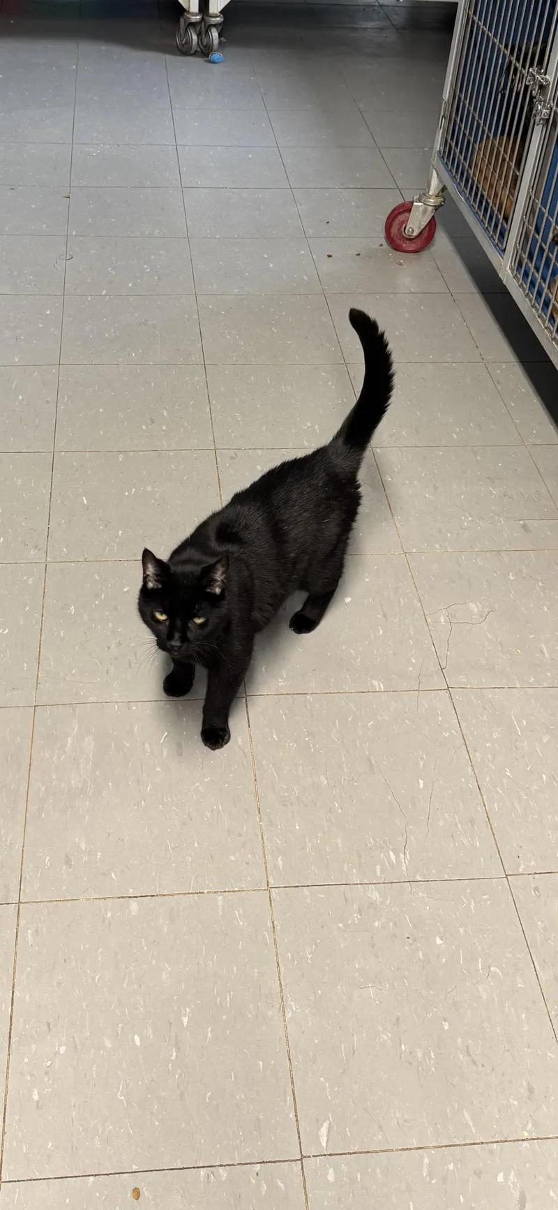 A senior medium-sized female Black Domestic Short Hair cat named Princess Z and Blackie for adoption in Hoopeston, IL