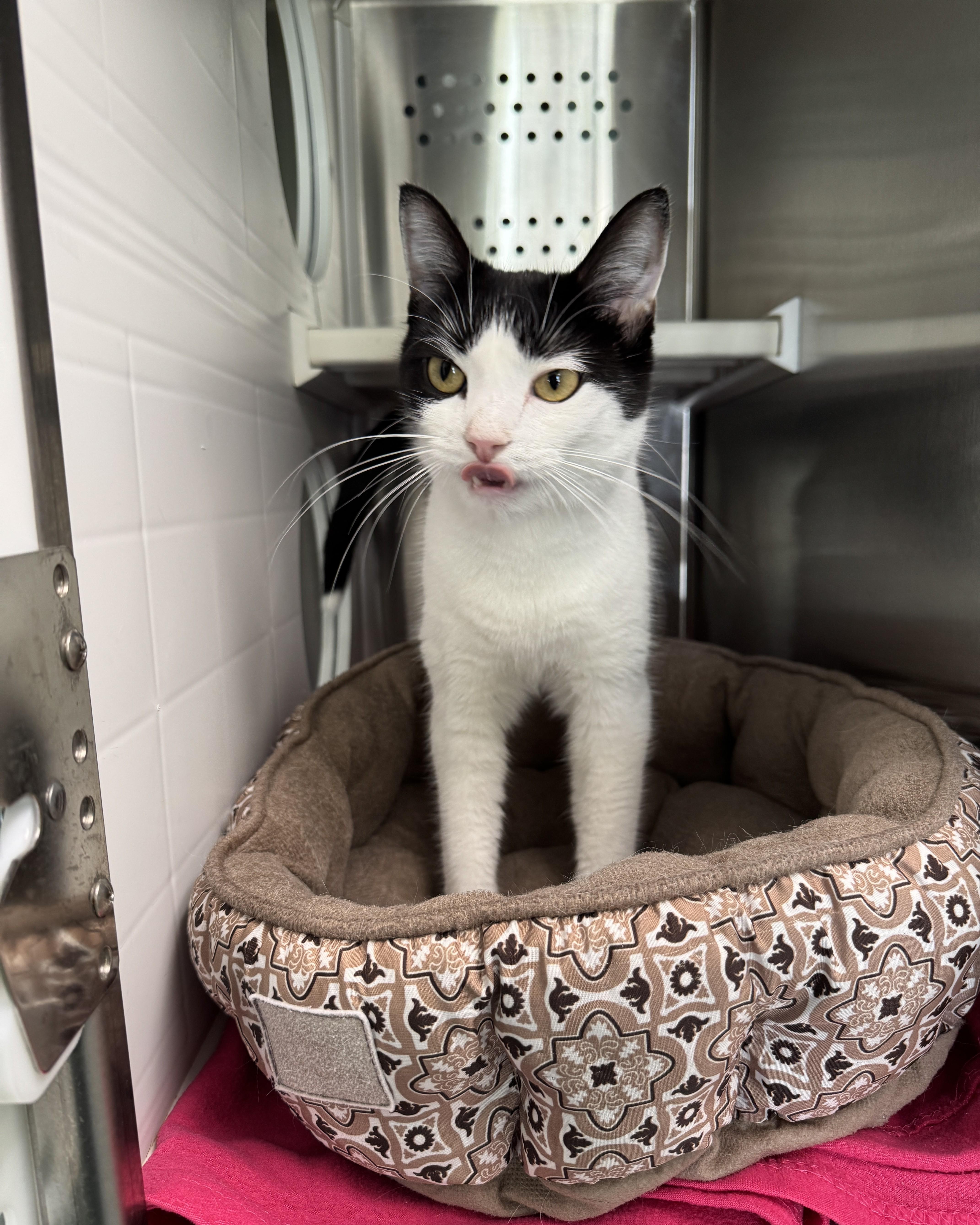 An adult medium-sized female Black Domestic Short Hair cat named Bubblegum for adoption in Seneca, PA