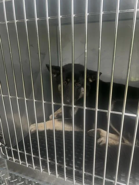 An adult large-sized male German Shepherd Dog dog named August for adoption in Dallas, TX