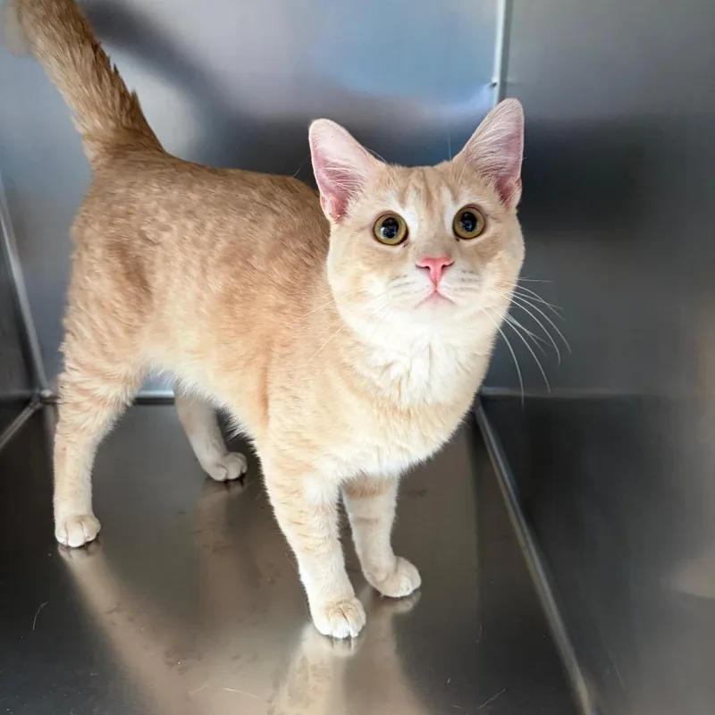 A young medium-sized male Domestic Short Hair cat named Hank for adoption in Council Bluffs, IA