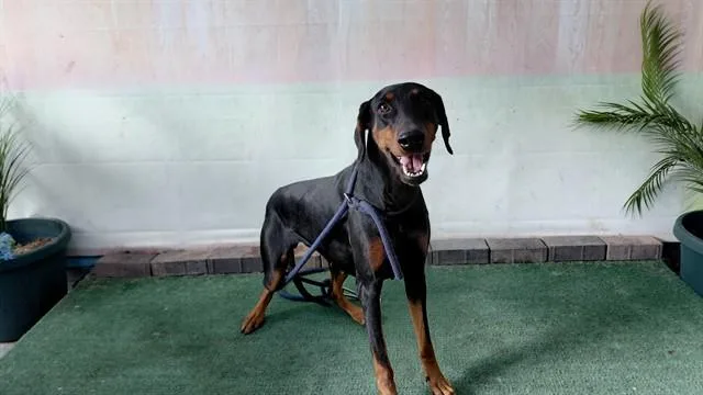 An adult large-sized female Doberman Pinscher dog named Moana for adoption in Baldwin Park, CA