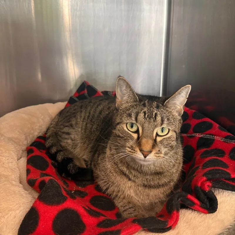 An adult large-sized male Brown / Chocolate Domestic Short Hair cat named Fergus for adoption in Brockton, MA
