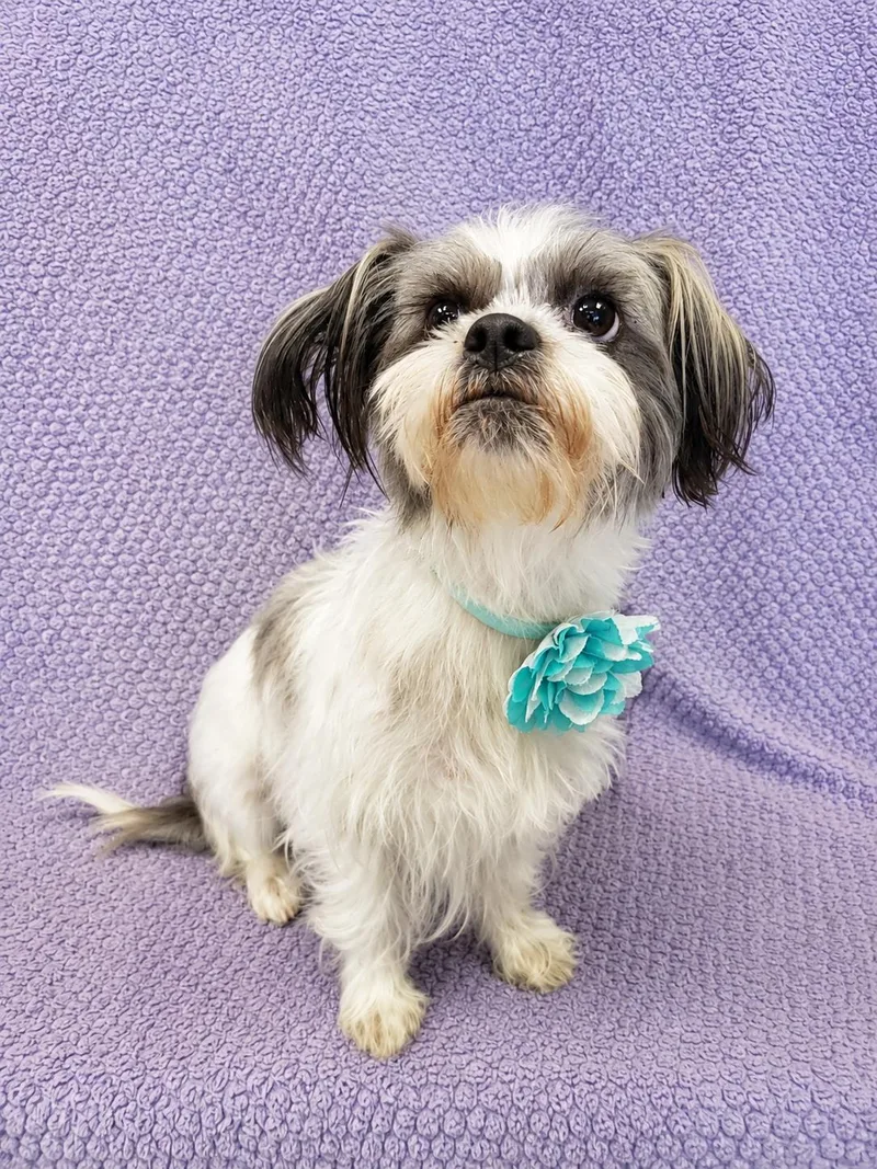 A young small-sized female White / Cream Shih Tzu dog named Minnie for adoption in Lodi, CA