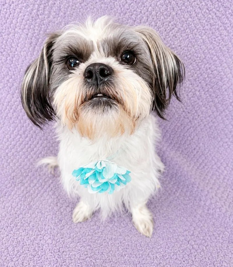 Minnie thumbnail 5