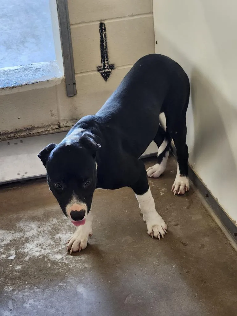 A baby medium-sized male Pit Bull Terrier dog named Cooper for adoption in Belton, TX