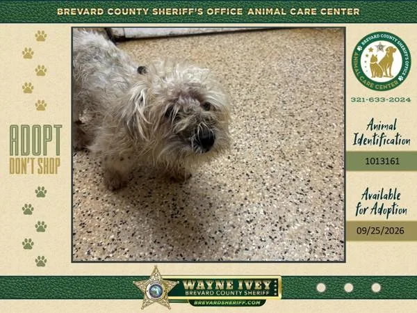 An adult small-sized male Mixed Breed dog named Casey for adoption in Melbourne, FL
