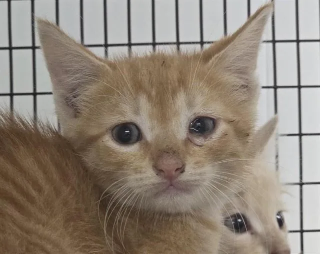 A baby small-sized male Domestic Short Hair cat named Erwin for adoption in Fort Lauderdale, FL