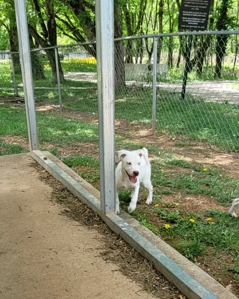 A baby small-sized female Mixed Breed dog named Poppy for adoption in Lawrenceburg, TN