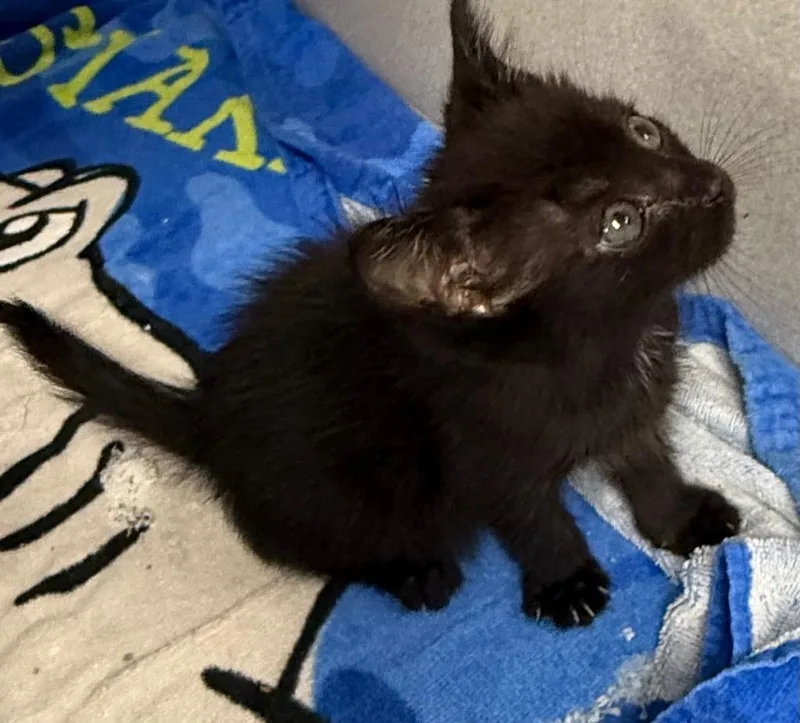 A baby small-sized male Domestic Short Hair cat named hl Fable for adoption in Greencastle, IN