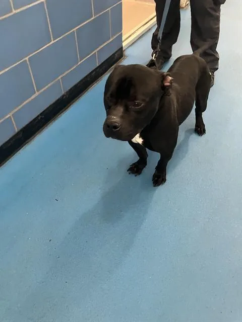 A young large-sized male Mixed Breed dog named Kane for adoption in Dallas, TX