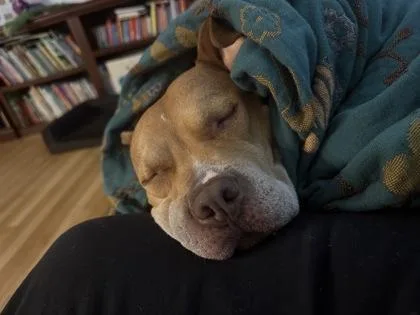 A senior medium-sized female Mixed Breed dog named Caramelo for adoption in Chamblee, GA