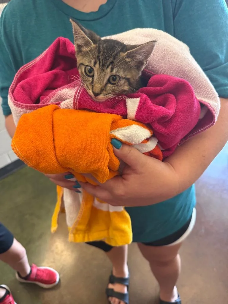 A baby small-sized male Domestic Short Hair cat named Tate for adoption in Gallatin, TN