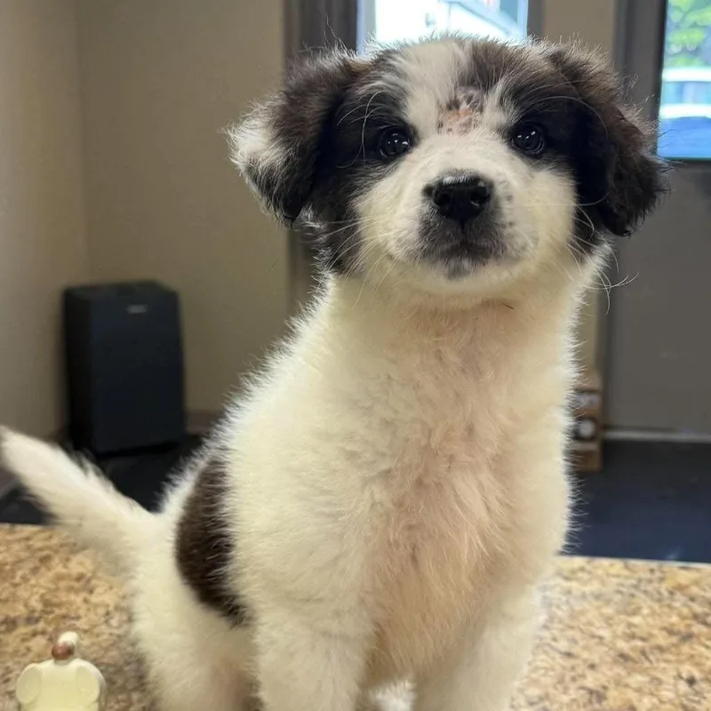 A baby medium-sized female White / Cream Mixed Breed dog named Hattie for adoption in Alexandria, VA
