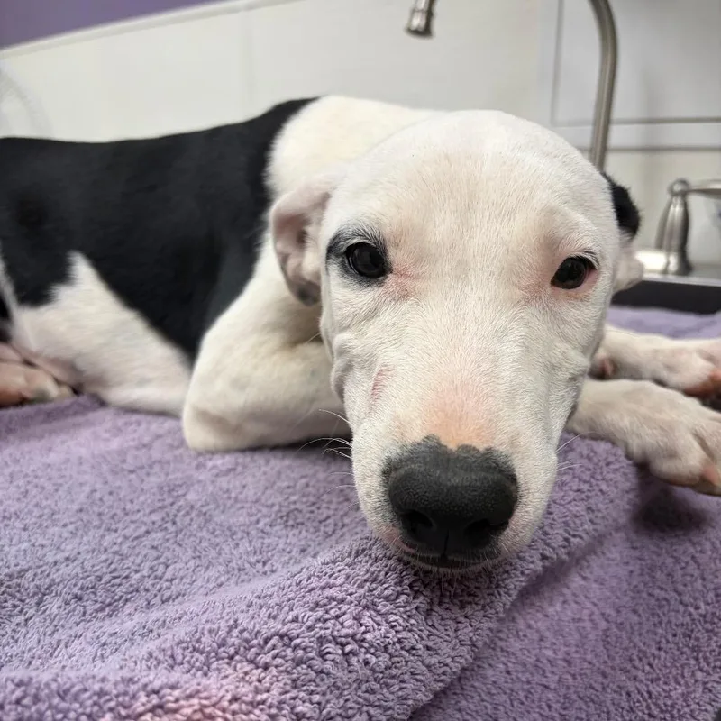 A baby medium-sized female White / Cream Labrador Retriever dog named Tsuki for adoption in Albuquerque, NM