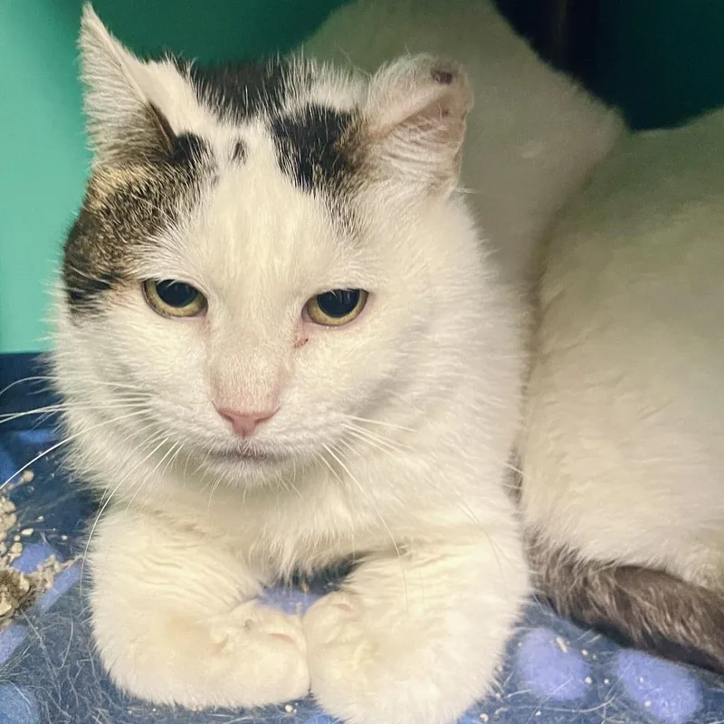 An adult medium-sized female Domestic Short Hair cat named Claire for adoption in Owosso, MI