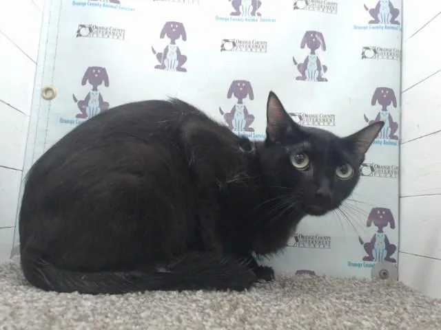 A young medium-sized male Domestic Short Hair cat named Veteran for adoption in Orlando, FL