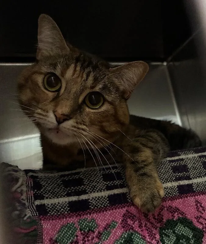 An adult large-sized female Tortoiseshell Domestic Short Hair cat named Autumn for adoption in Cincinnati, OH