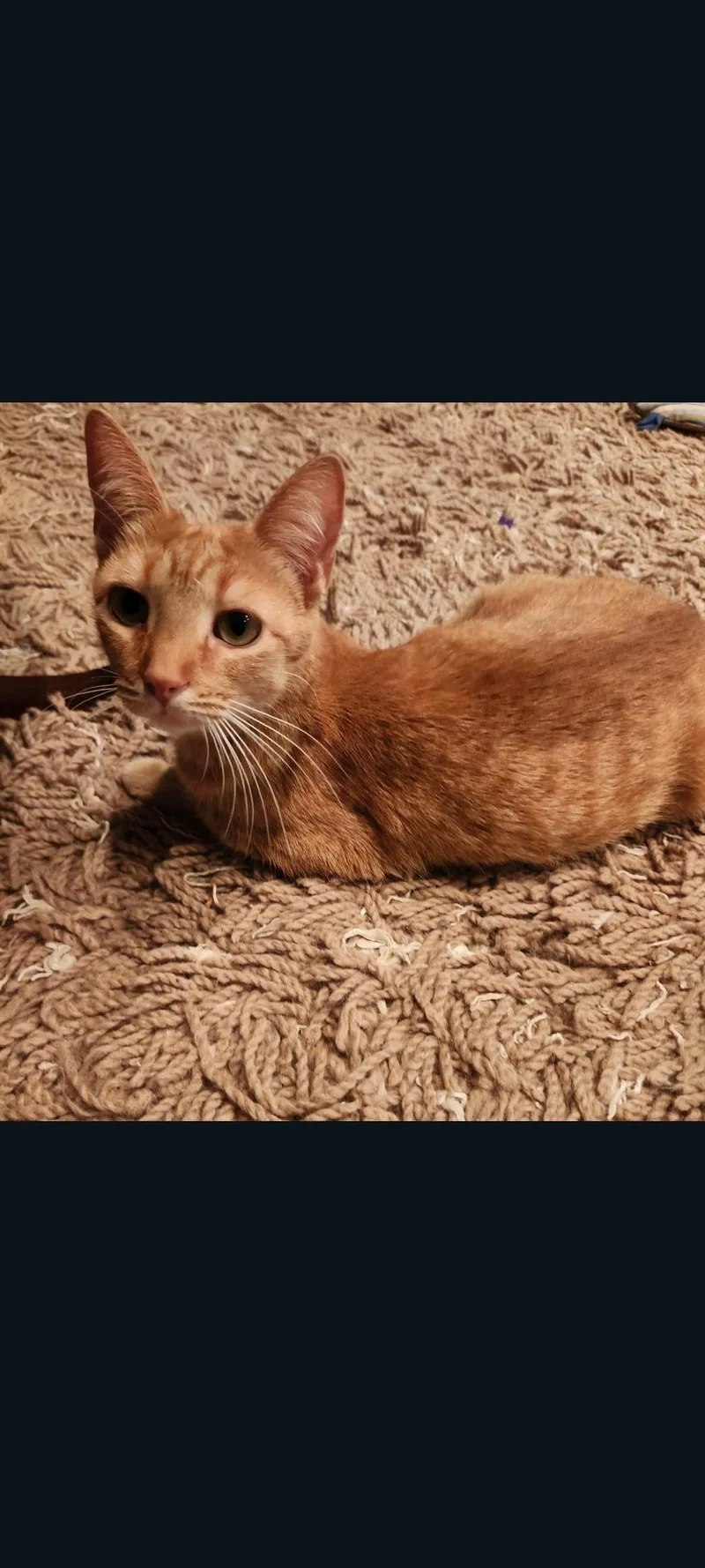 An adult medium-sized female Orange / Red Domestic Short Hair cat named Carmela for adoption in Lewis Center, OH