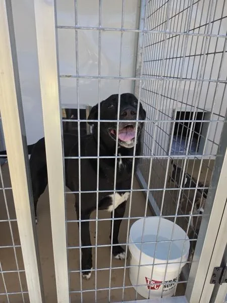 A senior medium-sized male Labrador Retriever dog named Zeke for adoption in Cleveland, TN