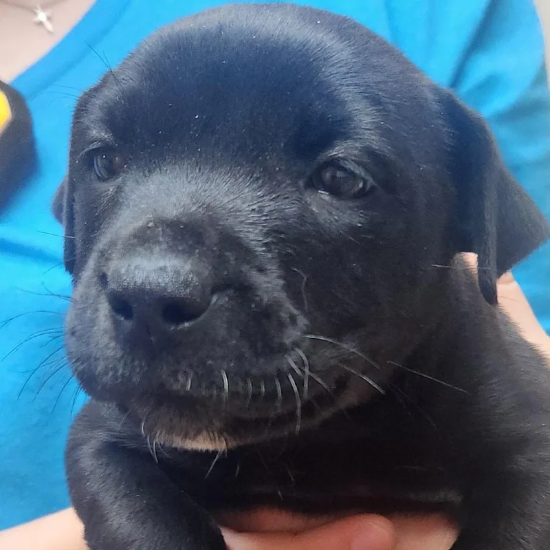 A baby small-sized female Black Labrador Retriever dog named Filet Mignon for adoption in Tyler, TX